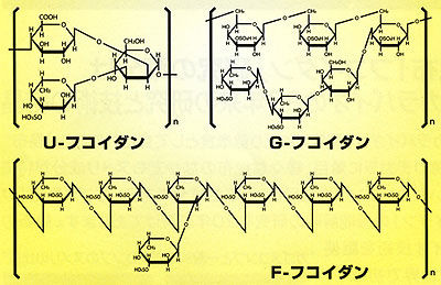 ガゴメコンブには、「U-フコイダン」「F-フコイダン」「G-フコイダン」の3種の「フコイダン」が含まれています。